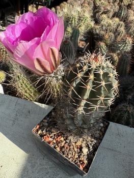Echinocereus hempelii